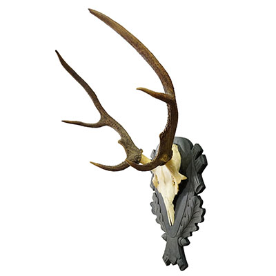 Antique Black Forest Red Deer Trophy on Carved Plaque - Germany 1930s.