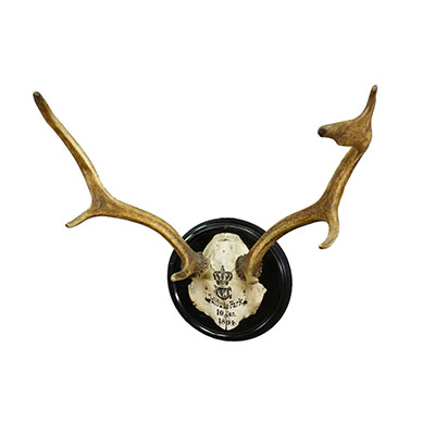 Black Forest Fallow Deer Trophy from Salem Germany, Solitude Park 1894.