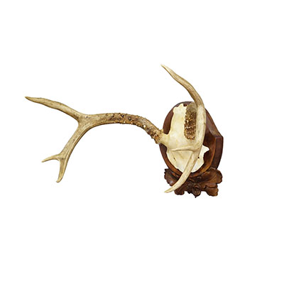 Antique White Tailed Deer Trophy on Carved Plaque - Germany 1930s.