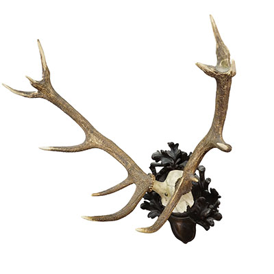 Big Black Forest 12 Pointer Red Deer Trophy on Carved Plaque - Germany 1930.