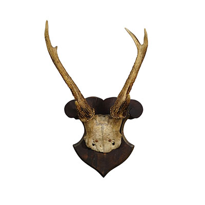 Antique 6 pointer Siberian Deer Trophy on Wooden Plaque, ca. 1940s.