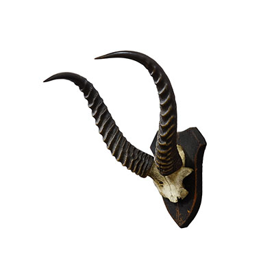 Antique Springbok Trophy on Wooden Plaque, ca. 1930s.