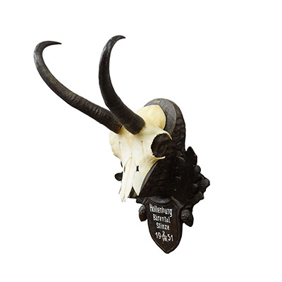 Black Forest Chamois Trophy on Carved Wooden Plaque, Austria 1951.