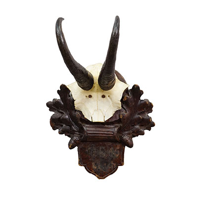 Antique Chamois Trophy on Carved Plaque, Germany ca. 1900.
