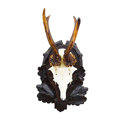 Antique Black Forest Red Deer Trophy on Carved Plaque, Germany 1930s.