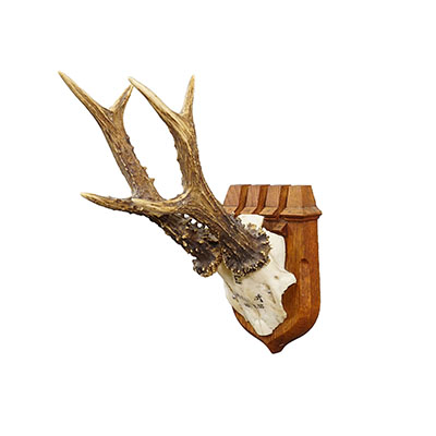 Red Deer Trophy on Wooden Plaque, by Philip Ernst, Prince of Thurn and Taxis, 1955.