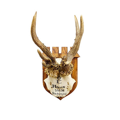 Abnormal  Red Deer Trophy by Philipp Ernst, Prince of Thurn and Taxis, 1935.