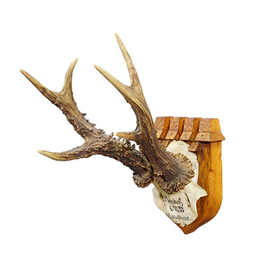 Antique Red Deer Trophy by Philipp Ernst, Prince of Thurn and Taxis, 1933.