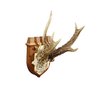 Vintage Red Deer Trophy by Franz Joseph, Prince of Thurn and Taxis, 1944.