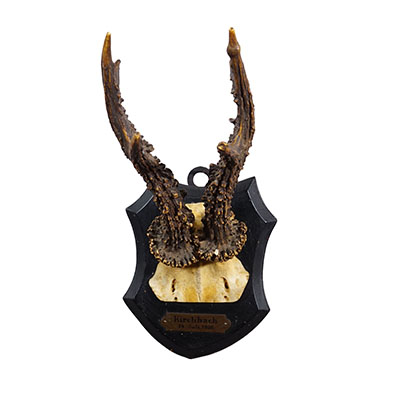 Antique Black Forest Red Deer Trophy on Carved Plaque - Germany 1930.