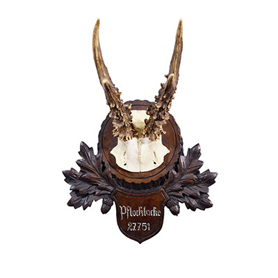 Vintage Black Forest Red Deer Trophy on Carved Plaque - Germany 1951.