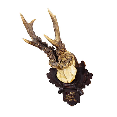 Antique Black Forest Red Deer Trophy on Carved Plaque - Germany 1932.