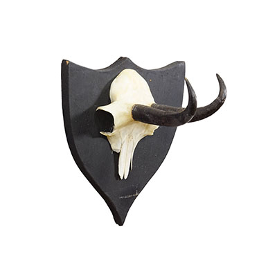 Antique Chamois Trophy on Carved Plaque, Germany ca. 1900.