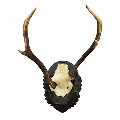 Black Forest Red Deer Trophy Abnorm on Carved Plaque Germany 1930s.