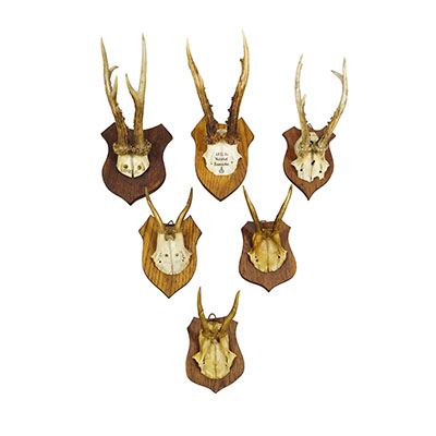 Six Large Roe Deer Trophies on Carved Plaques Germany 19. Century.