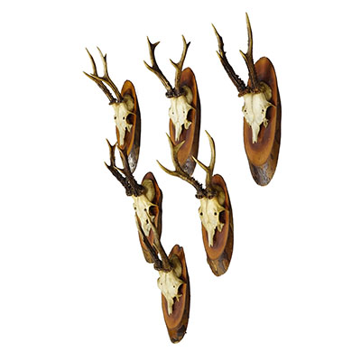 Set of Six Roe Deer Trophies on Wooden Slices Germany ca. 1950s.