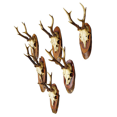 Set of Six Roe Deer Trophies on Wooden Slices Germany ca. 1960s.