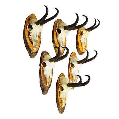 Set of Six Chamois Trophies on Birch Slices Germany ca. 1960s.