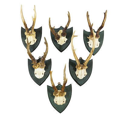 Set of Six Roe Deer Trophies on Wooden Plaques,Salem, Germany ca. 1900s.