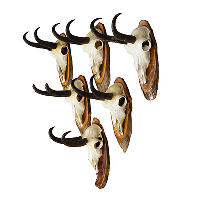 Vintage Set of Six Chamois Trophies on Wooden Plaques, Germany ca. 1970s.