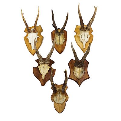 Set of Six Vintage Roe Deer Trophies on Wooden Plaques Germany ca. 1960s.