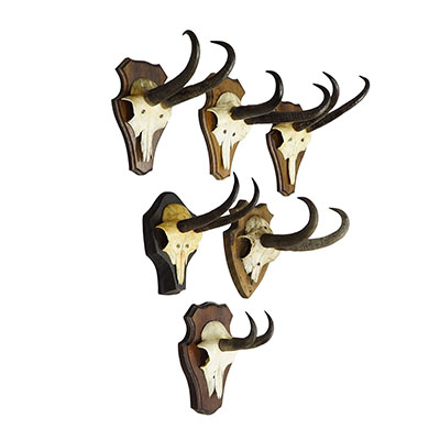 Vintage Set of Six Chamois Trophies on Shaped Plaques, Germany ca. 1960s.