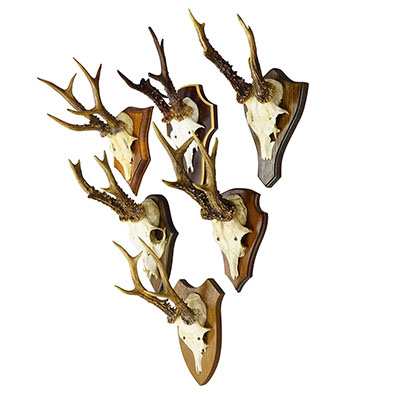 Vintage Set of Six Roe Deer Trophies on Wooden Plaques Germany ca.1950/1960s.
