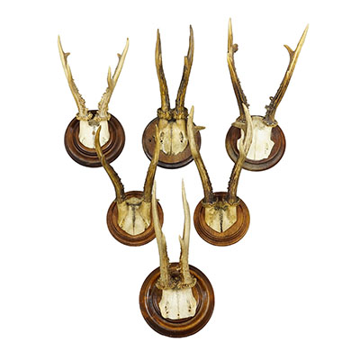 Antique Set of Six Roe Deer Trophies on Turned Plaques Germany ca.1900s.