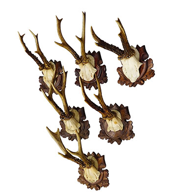 Antique Set of Six Roe Deer Trophies on Carved Plaques Germany ca. 1890s/1900s.