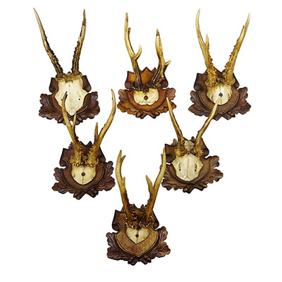 Antique Set of Black Forest Roe Deer Trophies, Germany ca. 1890s/1900s.