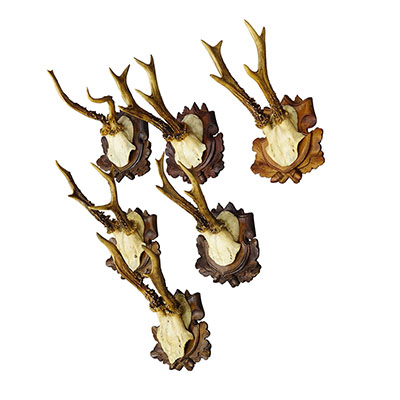 Set of Six Antique Roe Deer Trophies, Germany ca.1890s/1900s.