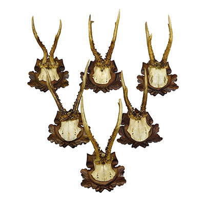 Antique Collection of Six Roe Deer Trophies, Germany ca.1890s/1900s.