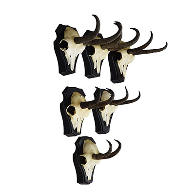 Vintage Set of Six Chamois Trophies on Shaped Plaques, Germany ca. 1980s.