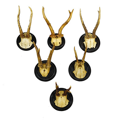 Antique Collection of Six Roe Deer Trophies on Turned Plaques, Germany ca. 1900s.