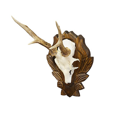 Black Forest Vintage Roe Deer Trophy on Carved Plaque 1940s.