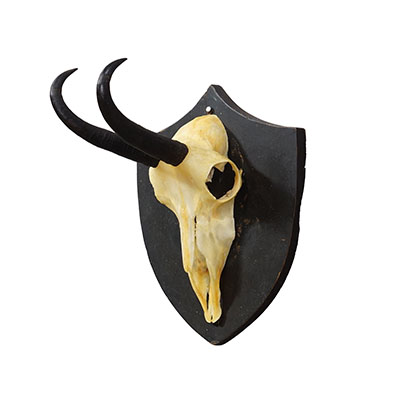 Antique Black Forest Chamois Trophy on Black Plaque - Salem Germany 1876.