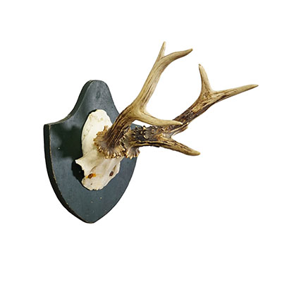 Black Forest Red Deer Trophy on Plaque - Salem Germany 1861.