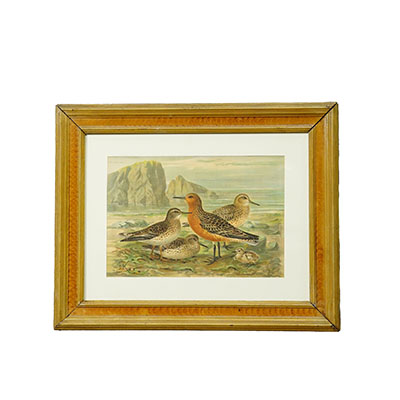 Bird Print after Naumann in Wooden Frame, Germany 1900s.