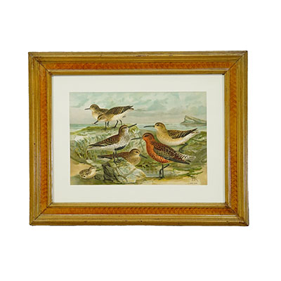 Print of a Group of Shorebirds after Naumann in Wooden Frame, Germany 1900s.