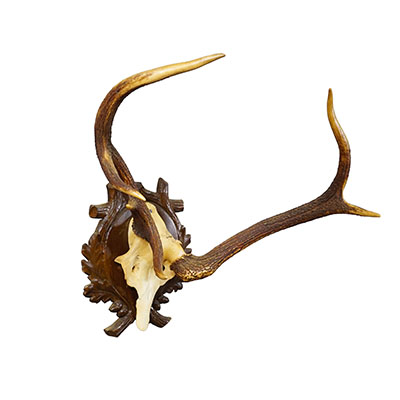 Abnorm Black Forest Red Deer Trophy on Carved Plaque Germany 1930s.