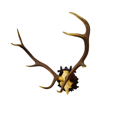 Large Black Forest Red Deer Trophy on Carved Plaque - Germany 1940s.