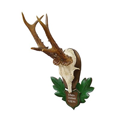 Great Black Forest Red Deer Trophy on Carved Plaque - Germany 1954.