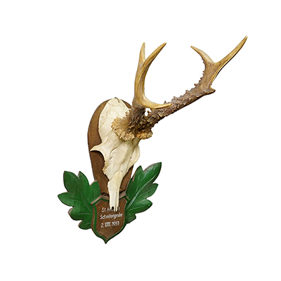 Great Black Forest Red Deer Trophy on Carved Plaque - Germany 1951.