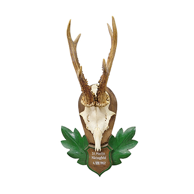 Great Black Forest Red Deer Trophy on Carved Plaque - Germany 1952.