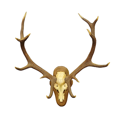 Black Forest 12 Pointer Red Deer Trophy on Wooden Plaque - Germany 1930.
