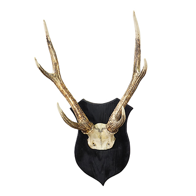 Antique Black Forest Sika Deer Trophy on Black Plaque - Germany ca. 1920.