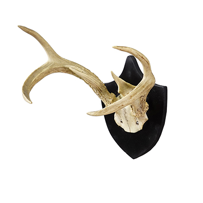 Black Forest White-Tailed Deer Trophy on Black Plaque Germany 1878.