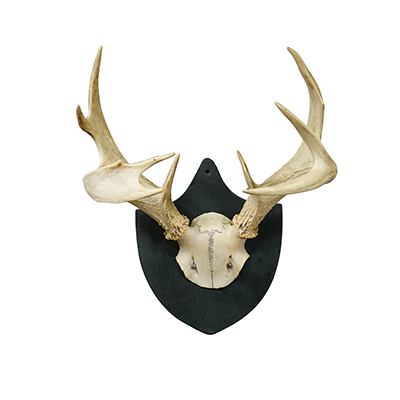 Antique Black Forest White-Tailed Deer Trophy on Plaque - Salem 1860.