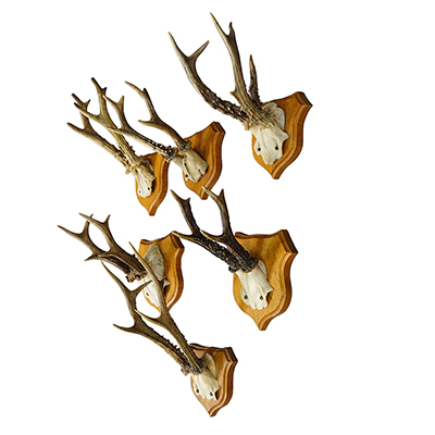 Six Large Roe Deer Trophies on Carved Plaques Germany 1950s.