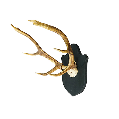 Antique Large Black Forest Red Deer Trophy on Carved Plaque - Germany 1846.